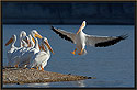 Pelicans 1574 Thumbnail